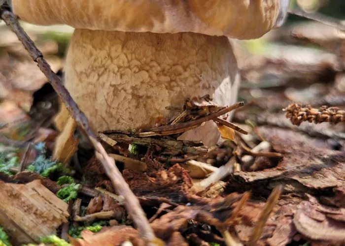 Daire Czekoladowy Zdroj *